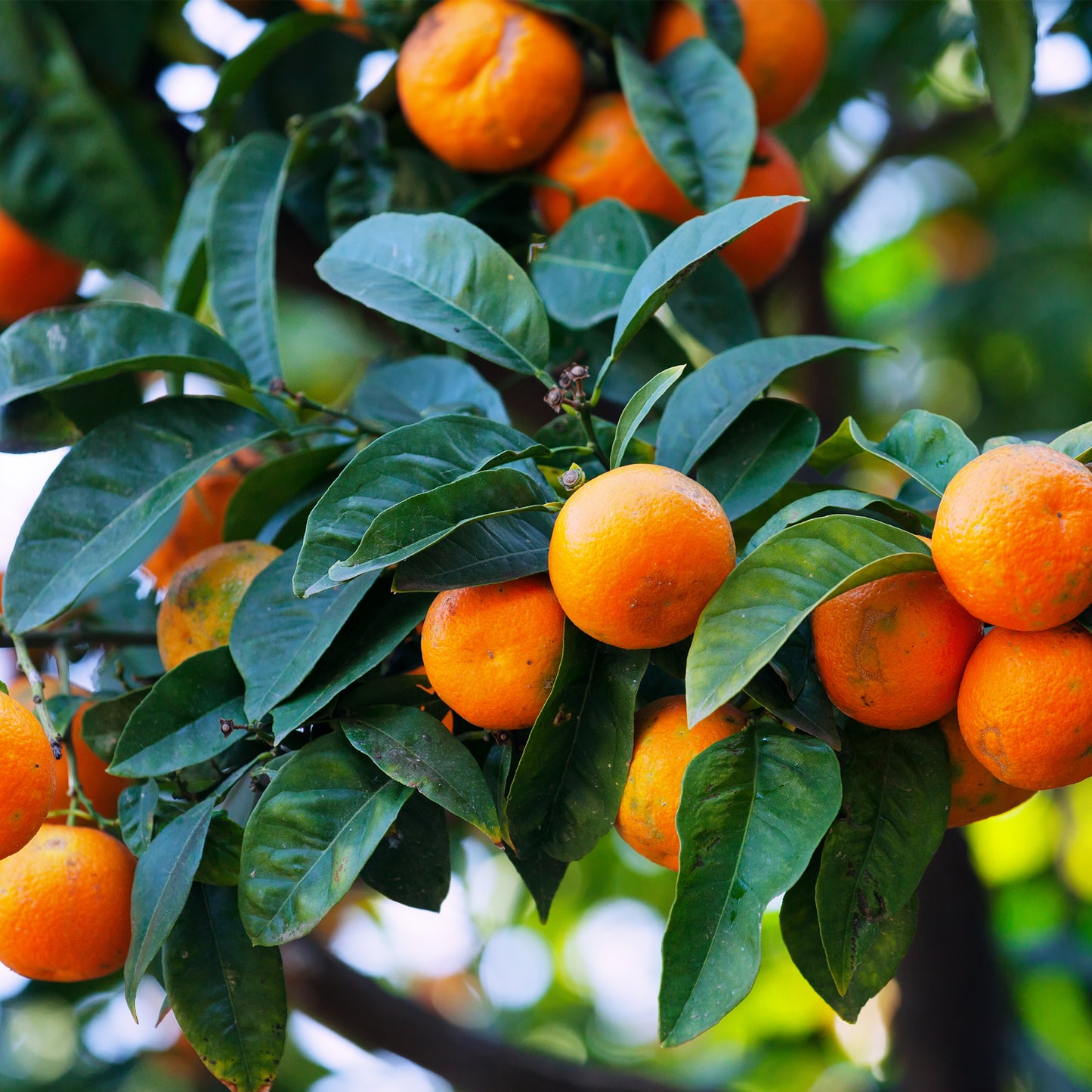 Tangerine Infused Italian Vinegar